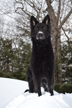 black-rose-vom-marleyland