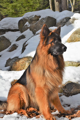 Stormclouds Yellow vom Fitchtenslog 'Hero'