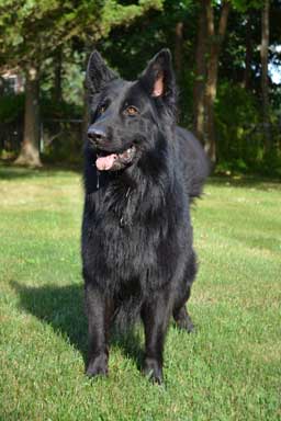 Stormcloud's Jaeger the Good