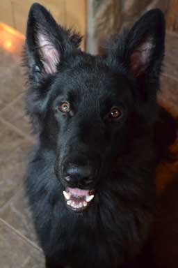 Stormcloud's Cassius the Rising